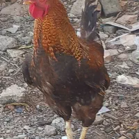 خروس محلی خوش هیکل