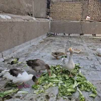 فروش غاز و اردک|حیوانات مزرعه|آبادان, |دیوار