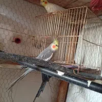 عروس هلندی|پرنده|طرقبه, |دیوار