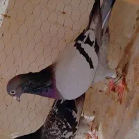 جفت سبز نر قلدور زات دار