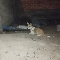 واگذاری پاکوتا معاوضه باکبوتر