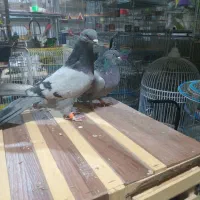 کبوتر طوقی.زاغ.کاشونی|پرنده|بروجن, |دیوار