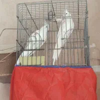 عروس هلندی البینو مولد