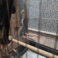 عروس هلندی نر و ماده زیاد