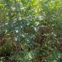 نهال های چهار ساله انار باردهی کرده دارای ضمانت|خدمات باغبانی و درختکاری|همدان, |دیوار