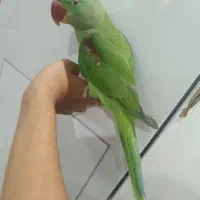 شاه طوطی نر|پرنده|ملارد, |دیوار