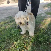 سگ  زیبا اروم باهوش|سگ|گرگان, |دیوار