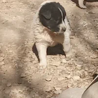 واگذاری ی جفت توله سگ نر