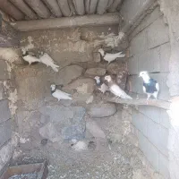 کبوتر