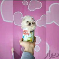 سه توله|سگ|کرمانشاه, |دیوار