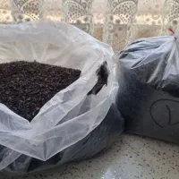 چای بهاره درجه ۱ ممتاز