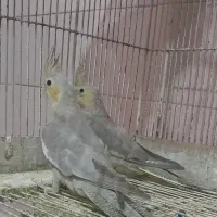 دو عدد عروس هلندی ۲ ماهه|پرنده|کرج, حصارک بالا|دیوار