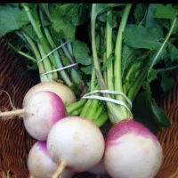 شلم تازه درجه یک (شلغم)|خوردنی و آشامیدنی|شباب, |دیوار