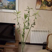 پنج. شاخه بامبو. با. گلدون