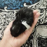 بچه خرگوش|موش و خرگوش|فسا, |دیوار