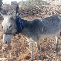 حیوانات مزرعه