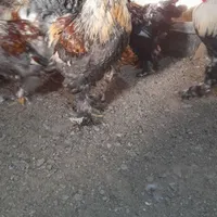 جوجه قوغاز و خروس برهما|حیوانات مزرعه|مشهد, رضاشهر|دیوار