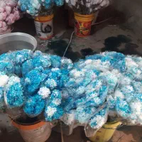 گل داودی رنگی