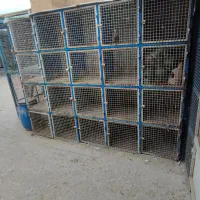 جفت کنی کبوتر