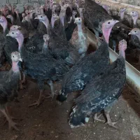 نیمچه بوقلمون برنز سیاه