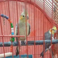 عروس هلندی