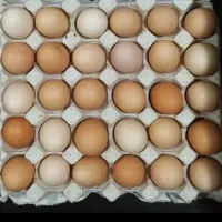 تخم مرغ رسمی تازه دونه ای ۱۴ هزار حراج