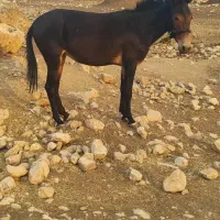 قاطر|حیوانات مزرعه|کوهنانی, |دیوار