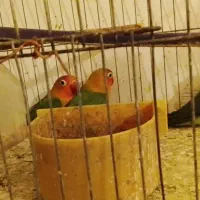 پرنده|پرنده|کیش, |دیوار