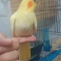 جوجه عروس