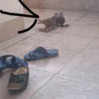 کفتر باخت رفته