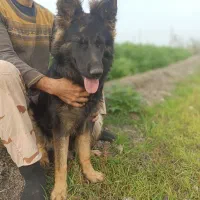 واگذاری توله ماده  ژرمن شپرد شولاین هفت ماهه|سگ|ساری, |دیوار