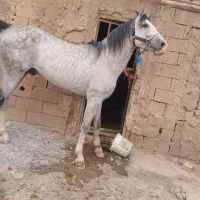 نریون مدارک دار کرد