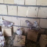 تعدادی کبوتر  تهرانی|پرنده|خمینی‌شهر, |دیوار