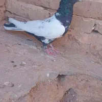 کفتر کله دم سیاه|پرنده|تربت جام, کشتارگاه|دیوار