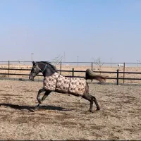 خریدو فروش اسب