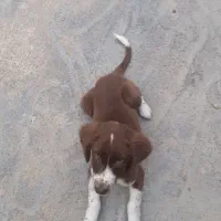 فروش توله دملان