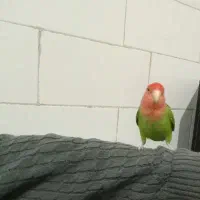 طوطی برزیلی دستی|پرنده|نظرآباد, نظرآباد|دیوار