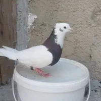 کفتر طوقی وسبز