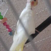 عروس پاریس|پرنده|اهواز, کوروش|دیوار