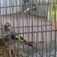 سیره ماده ۳ساله