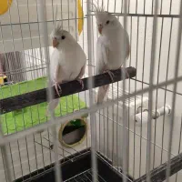 جفت عروس هلندی آلبینو