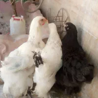 مرغ کوشین و چهار عدد جوجه نژاددار