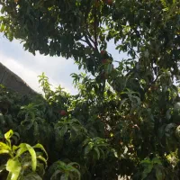 باغچه در کرج پر از درخت همراه آب و برق و دیوارکشی|فروش زمین و ملک کلنگی|هشتگرد, قاسم آباد بزرگ|دیوار