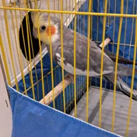 عروس هلندی|پرنده|ساوه, |دیوار