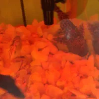 اکواریوم با تجهیزات و ماهی