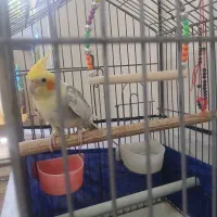 عروس هلندی نر
