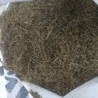 اویشن زیره کوهی دلفارد