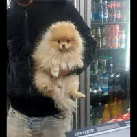 پامرانین خرسی وارداتی کش ش