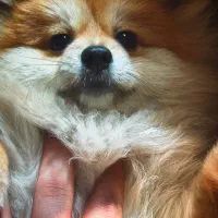 پامرانین روباهی