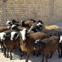 ۲۳راس بره نر و ماده|حیوانات مزرعه|قزوین, |دیوار